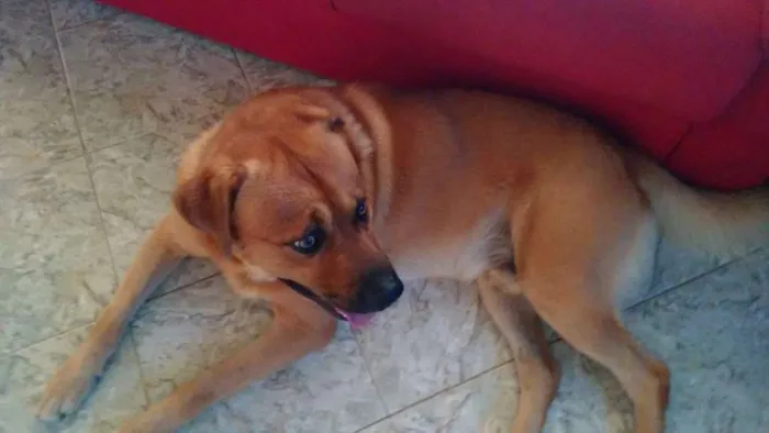 Cachorro raça ND idade 2 anos nome Bóris