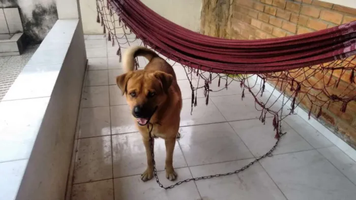 Cachorro raça ND idade 2 anos nome Bóris