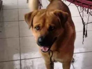 Cachorro raça ND idade 2 anos nome Bóris