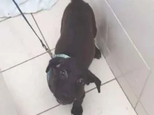 Cachorro raça Vira lata idade 2 a 6 meses nome Nil