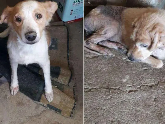 Cachorro ra a N sei idade 7 a 11 meses nome  Loira e madona