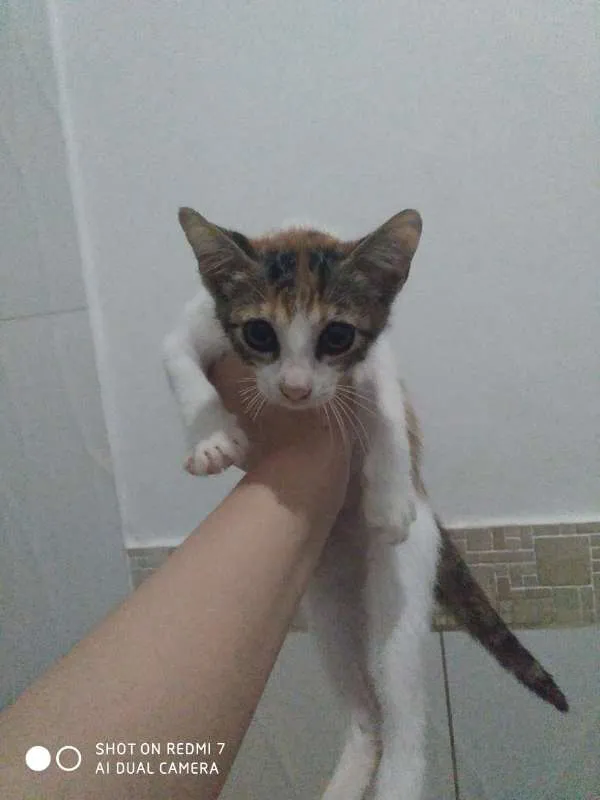 Cachorro ra a sem raça idade 7 a 11 meses nome Gatinhos