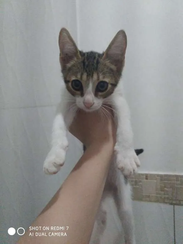 Cachorro ra a sem raça idade 7 a 11 meses nome Gatinhos