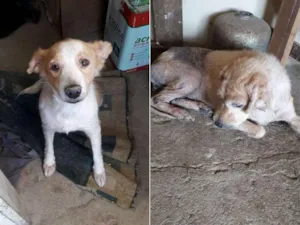 Cachorro raça N sei idade 7 a 11 meses nome  Loira e madona