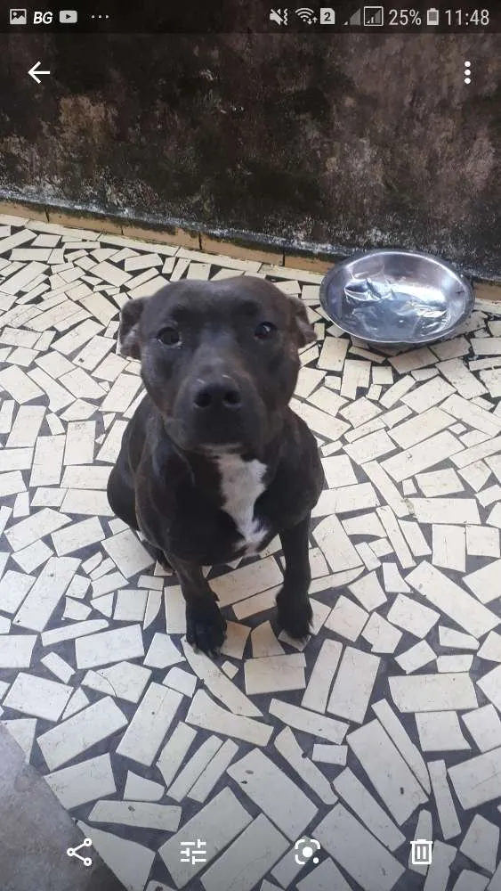 Cachorro ra a Pit Bull idade 2 anos nome Atenas