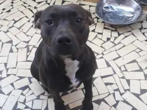Cachorro raça Pit Bull idade 2 anos nome Atenas