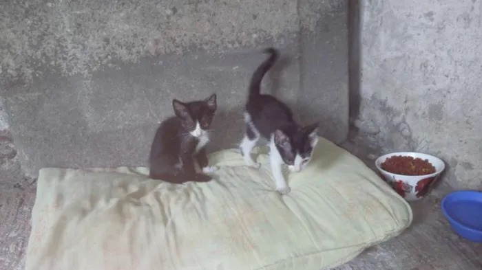 Gato ra a  idade Abaixo de 2 meses nome FF