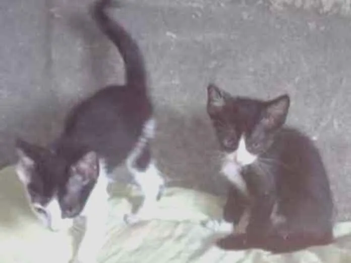 Gato ra a  idade Abaixo de 2 meses nome FF