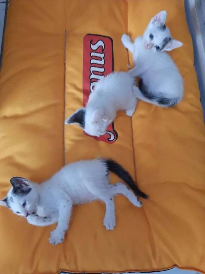 Gato ra a Flocadas idade  nome Maury
