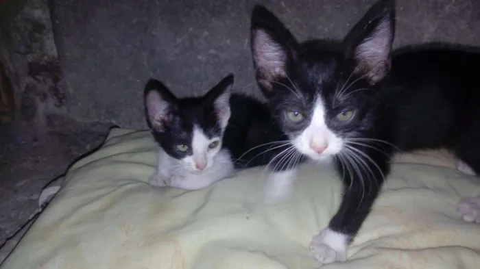 Gato ra a  idade Abaixo de 2 meses nome FF