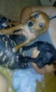 Nao tem