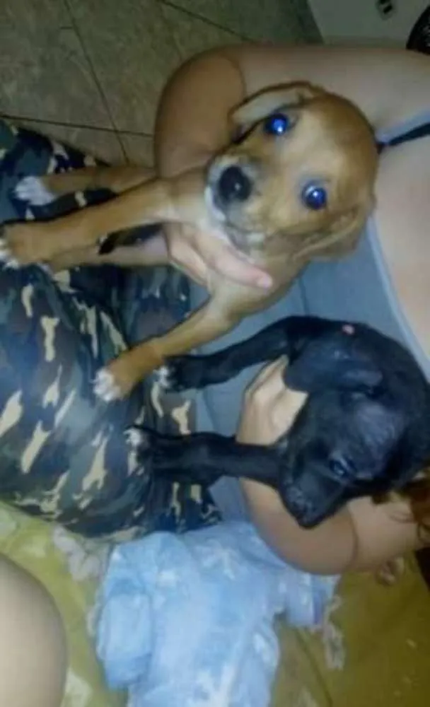 Cachorro ra a Srd idade Abaixo de 2 meses nome Nao tem