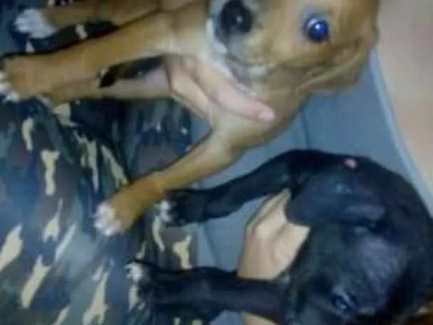 Cachorro ra a Srd idade Abaixo de 2 meses nome Nao tem