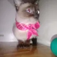 Milu