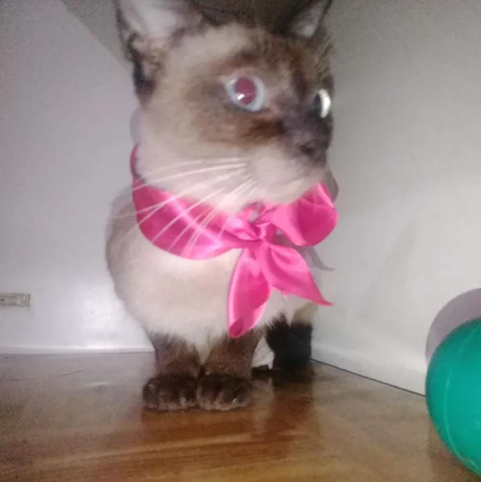 Gato ra a Srd idade 7 a 11 meses nome Milu