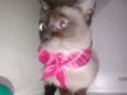 Milu