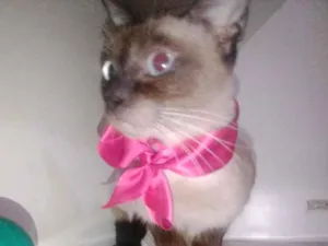 Gato raça Srd idade 7 a 11 meses nome Milu
