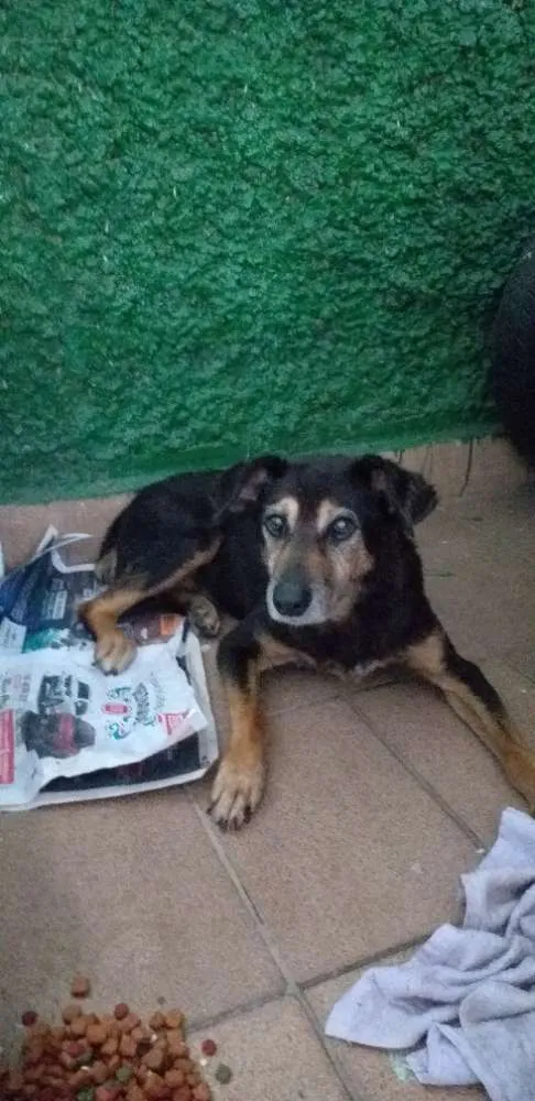 Cachorro ra a Vira lata idade 5 anos nome Bob