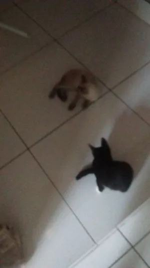 Gato raça Viralata idade 2 a 6 meses nome Lucinha,Borba gato p