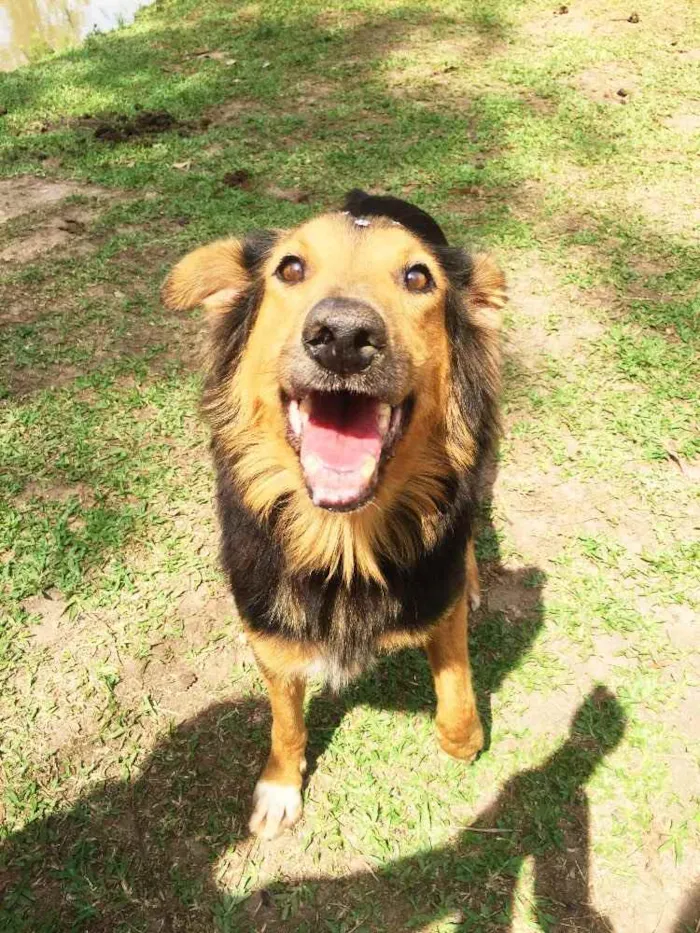Cachorro ra a Border Collie idade 3 anos nome Malú