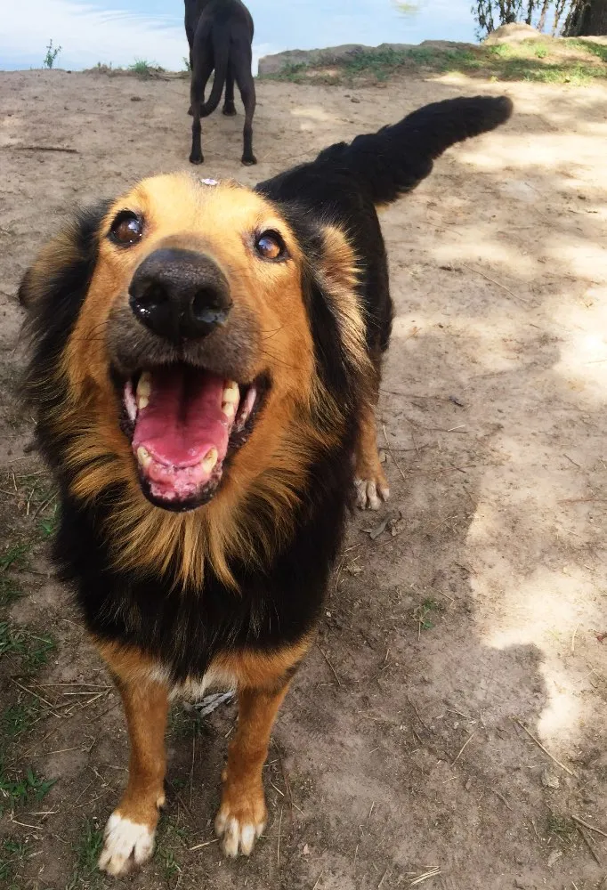 Cachorro ra a Border Collie idade 3 anos nome Malú