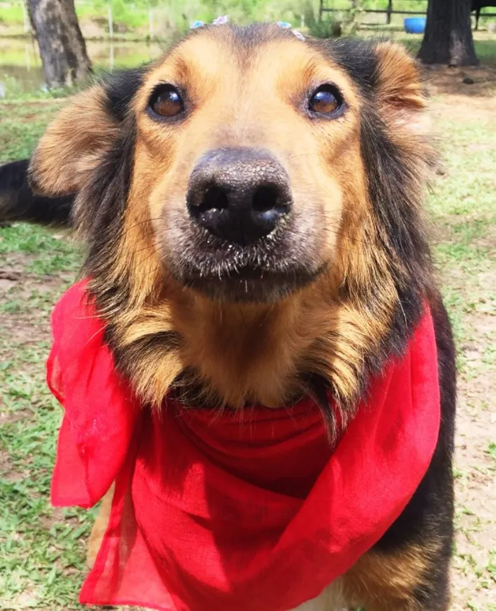 Cachorro ra a Border Collie idade 3 anos nome Malú