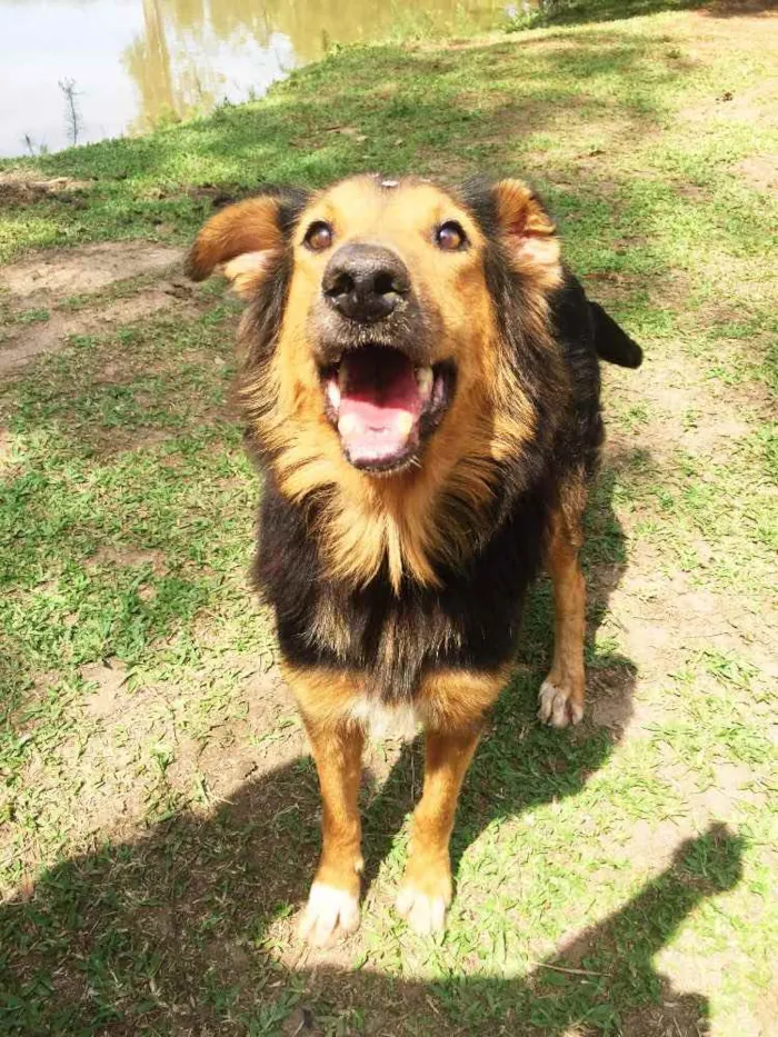 Cachorro ra a Border Collie idade 3 anos nome Malú