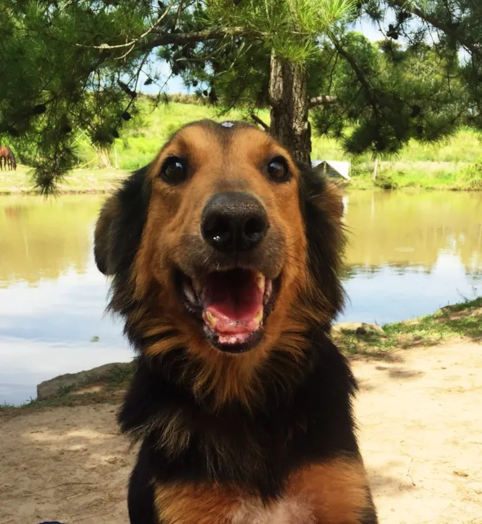 Cachorro ra a Border Collie idade 3 anos nome Malú