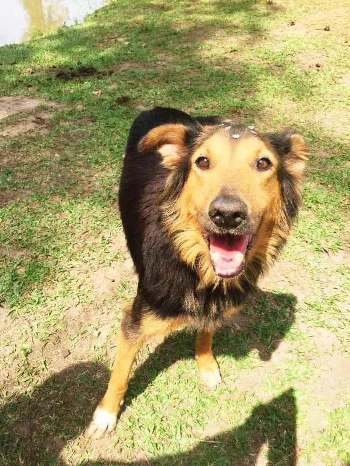 Cachorro ra a Border Collie idade 3 anos nome Malú
