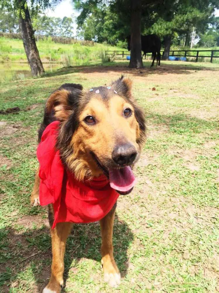 Cachorro ra a Border Collie idade 3 anos nome Malú