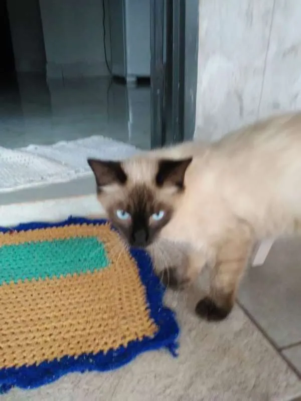 Gato ra a Aparenta ser siames idade 1 ano nome Não Possue