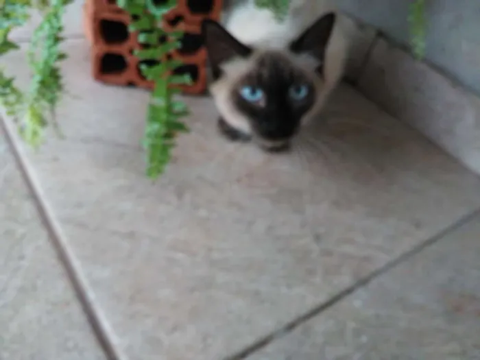 Gato ra a Aparenta ser siames idade 1 ano nome Não Possue