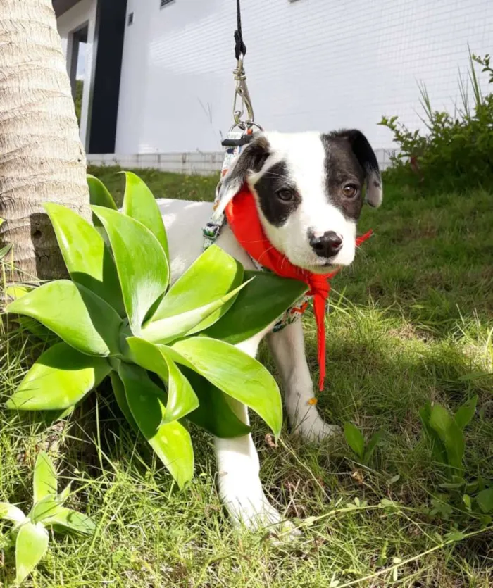 Cachorro ra a SRD idade 2 a 6 meses nome Flop