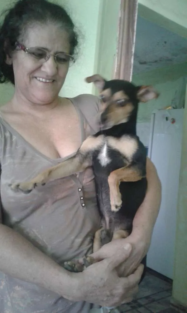 Cachorro raça Pench 3 idade 2 a 6 meses nome Rex Sena