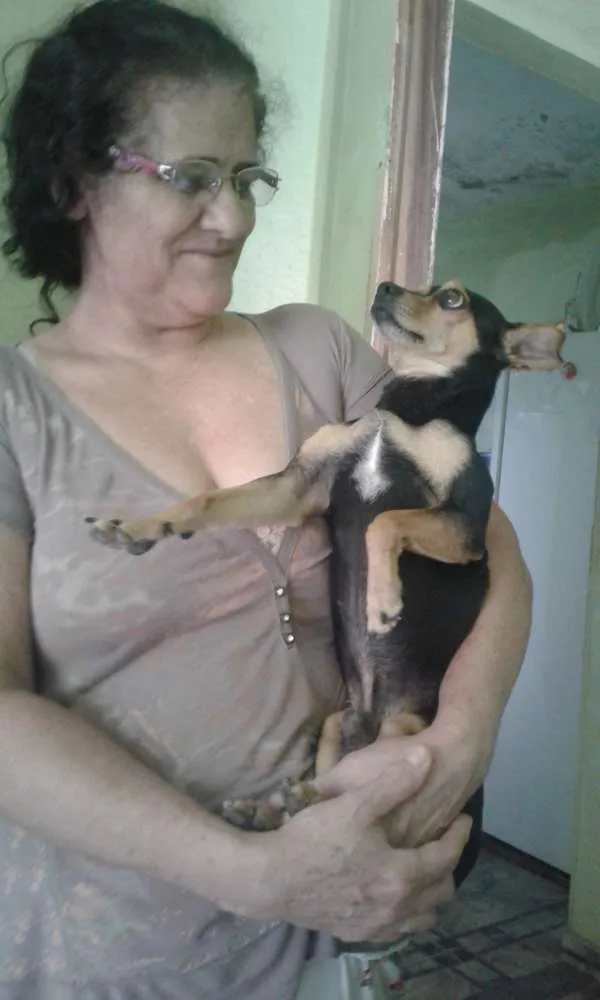 Cachorro raça Pench 3 idade 2 a 6 meses nome Rex Sena
