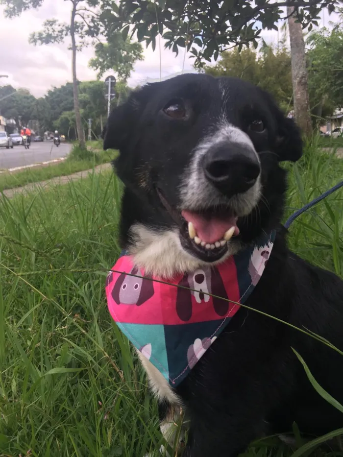 Cachorro raça mix de border coler idade 3 anos nome Bob