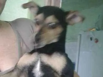 Cachorro raça Pench 3 idade 2 a 6 meses nome Rex Sena