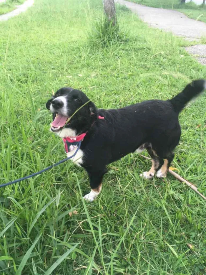 Cachorro raça mix de border coler idade 3 anos nome Bob