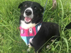 Cachorro raça mix de border coler idade 3 anos nome Bob