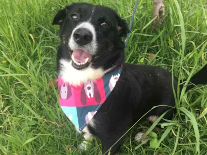 Cachorro raça mix de border coler idade 3 anos nome Bob
