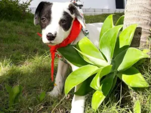 Cachorro raça SRD idade 2 a 6 meses nome Flop