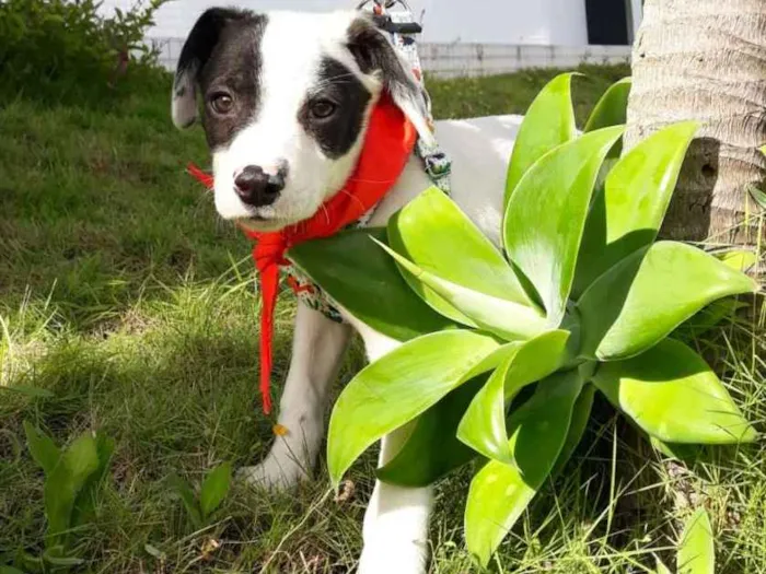 Cachorro ra a SRD idade 2 a 6 meses nome Flop