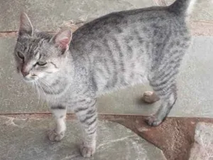 Gato raça  idade  nome Sem nome