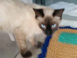 Gato raça Aparenta ser siames idade 1 ano nome Não Possue