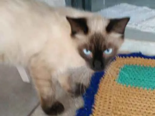 Gato ra a Aparenta ser siames idade 1 ano nome Não Possue
