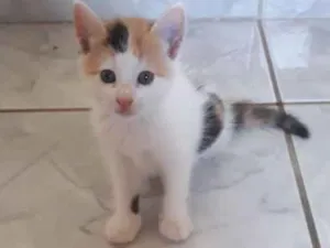Gato raça Vira lata idade Abaixo de 2 meses nome Ainda não tem nome
