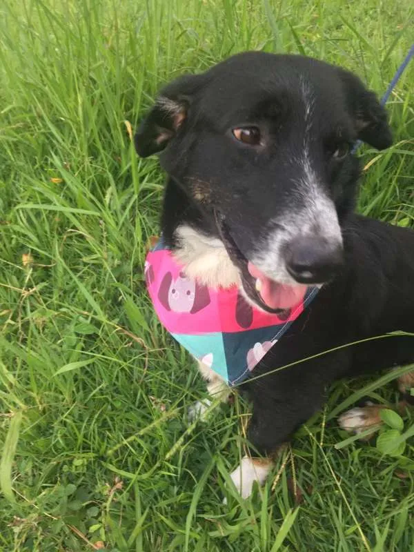 Cachorro raça mix de border coler idade 3 anos nome Bob
