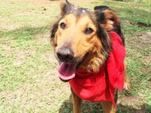Cachorro raça Border Collie idade 3 anos nome Malú