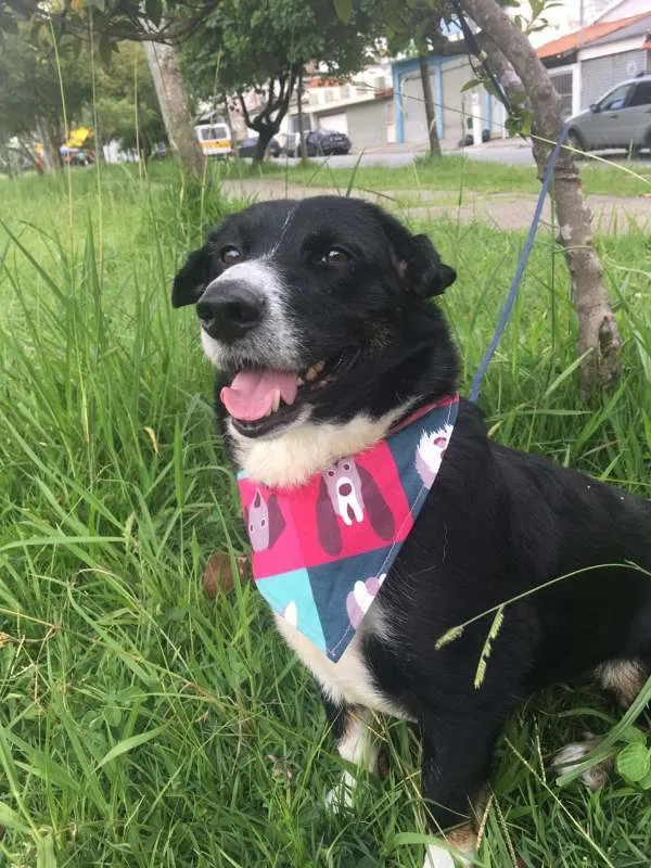 Cachorro raça mix de border coler idade 3 anos nome Bob