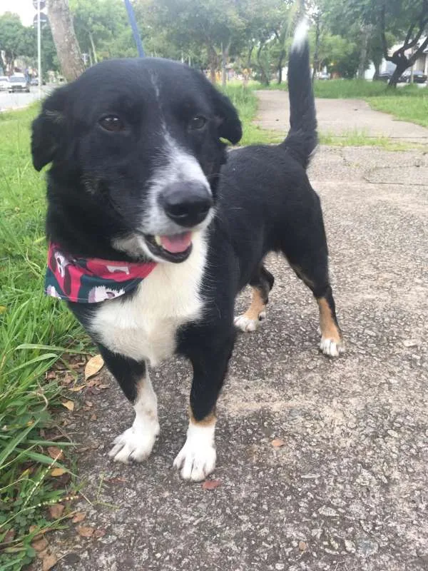 Cachorro raça mix de border coler idade 3 anos nome Bob